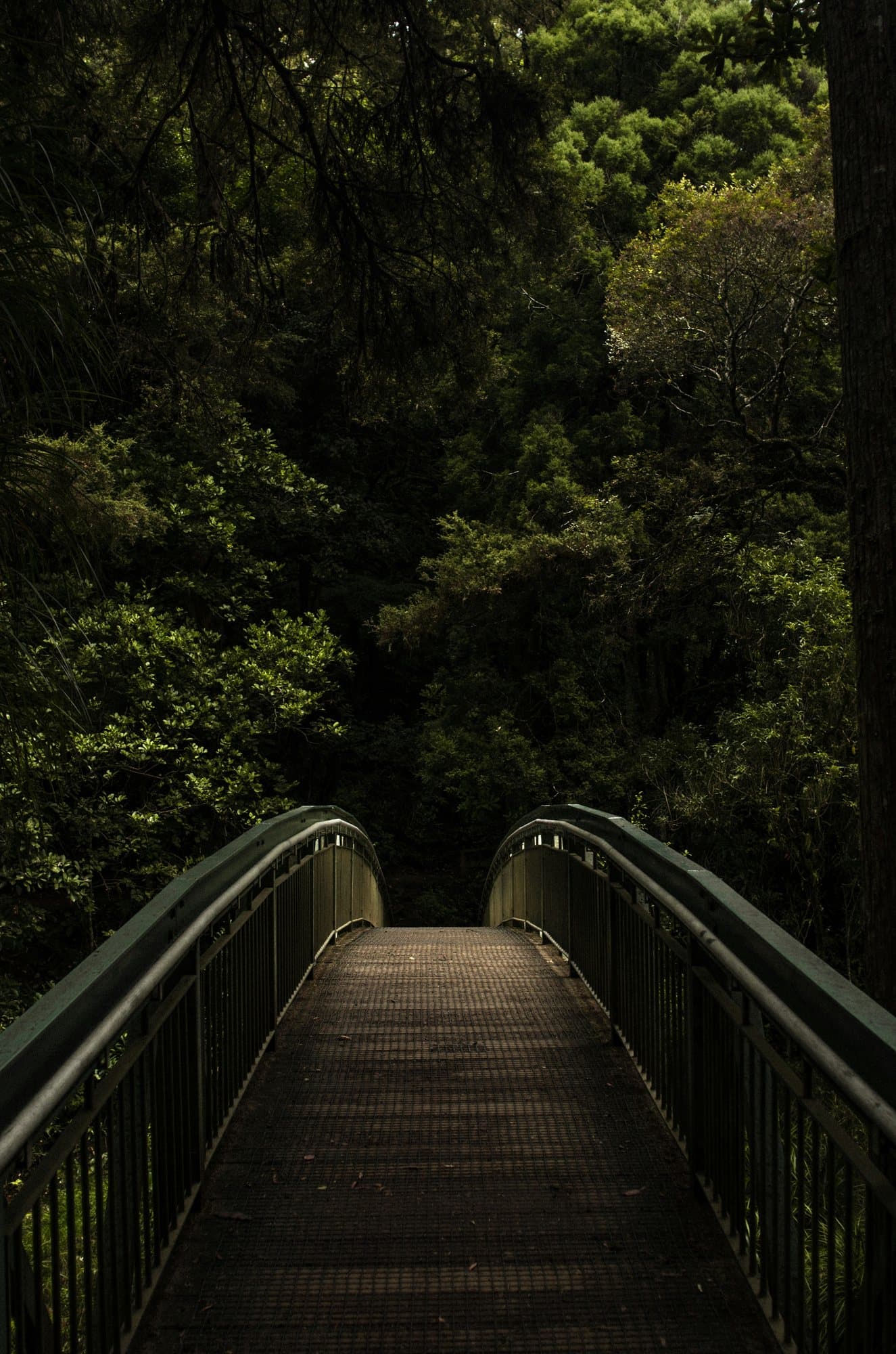 A footbridge leading into a dense green forest